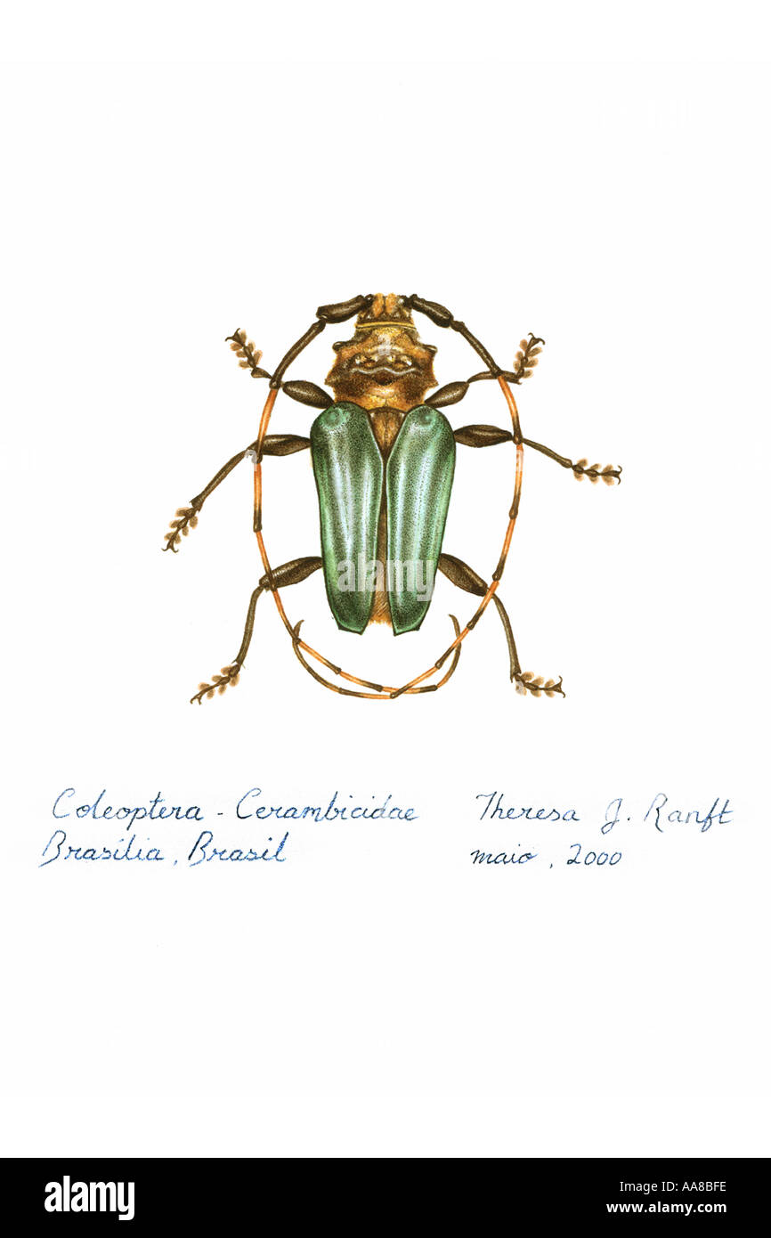 Coleoptera Cerambicidae watercolour painting by Theresa Ranft Cunha Stock Photo