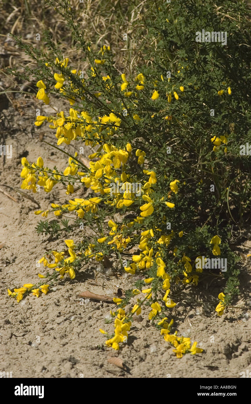 Yellow spring flowers  of Common Broom -  Fabaceae - Sarothamnus scoparius or Cytisus scoparius,  Europe Stock Photo