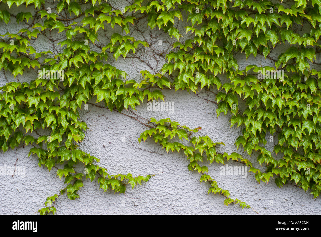 Ivy on painted wall grows without penetrating the wall render and destroying the brickwork Stock Photo