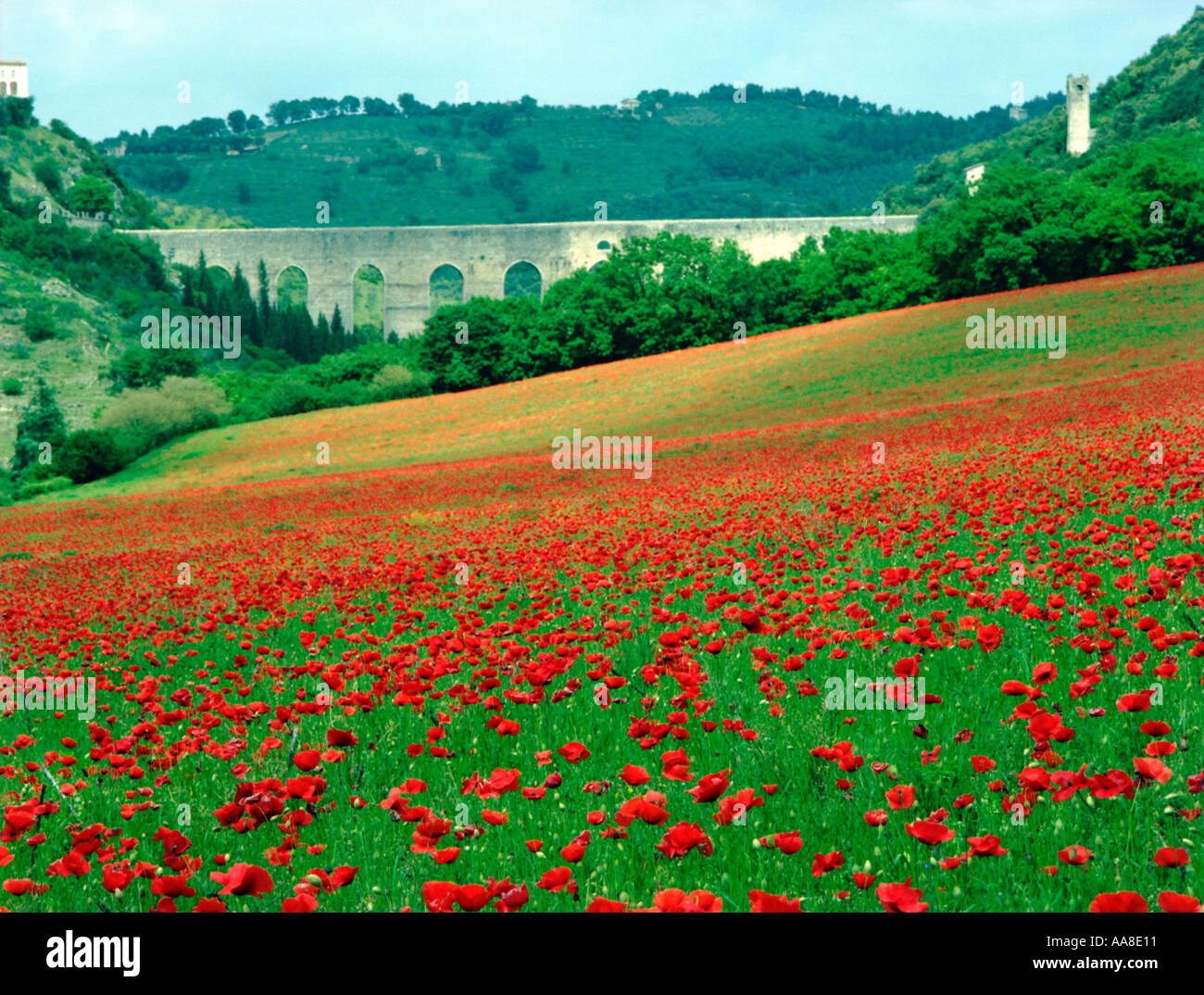 Roman Aquaduct and Poppies Spoleto Umbria Italy Stock Photo