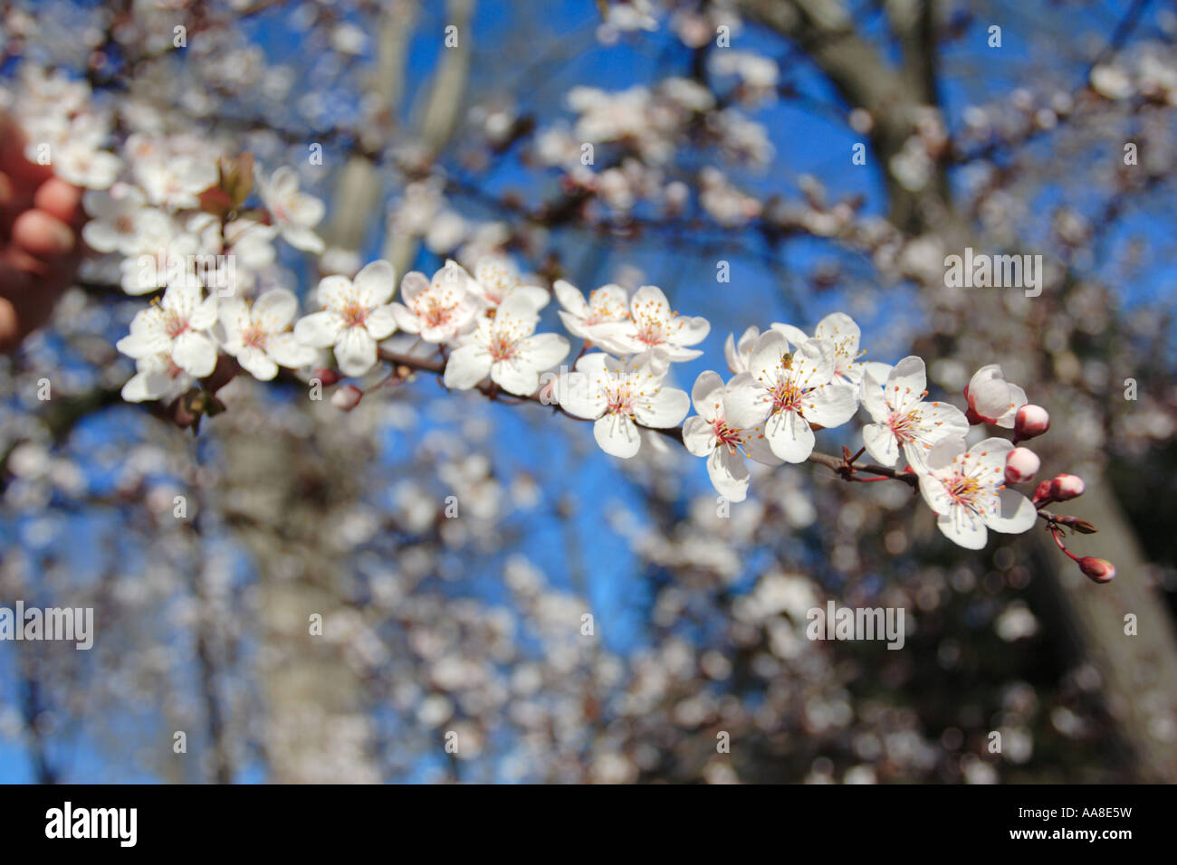 Spring is here Stock Photo Alamy