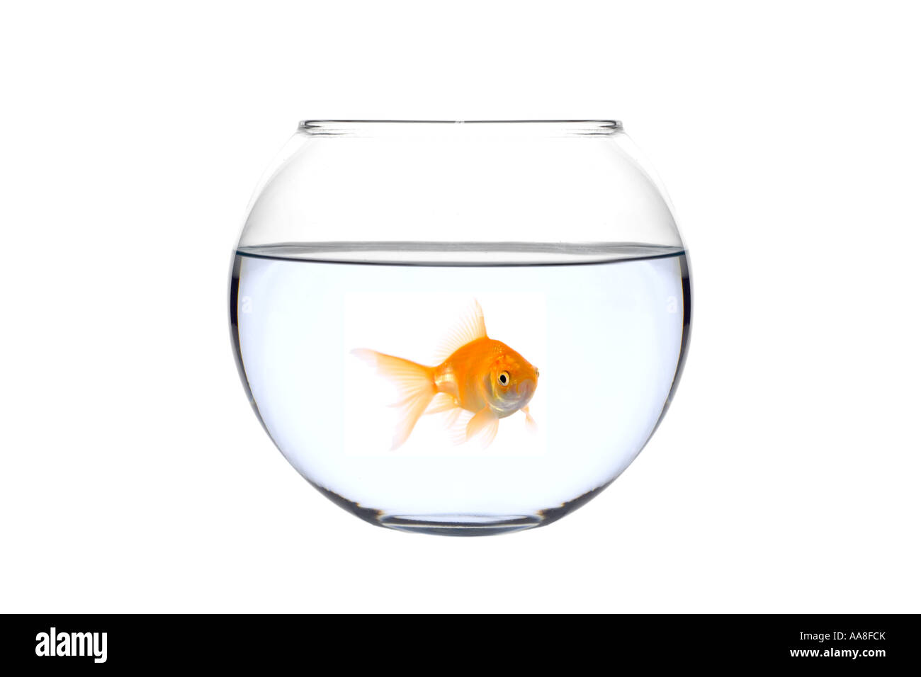 Купить Золотую Рыбку В