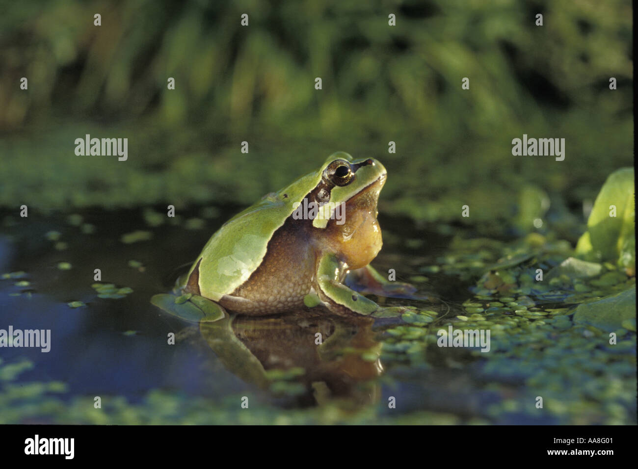 Male Mediterranean Tree Frog in Breeding season hyla meridionalis Spain