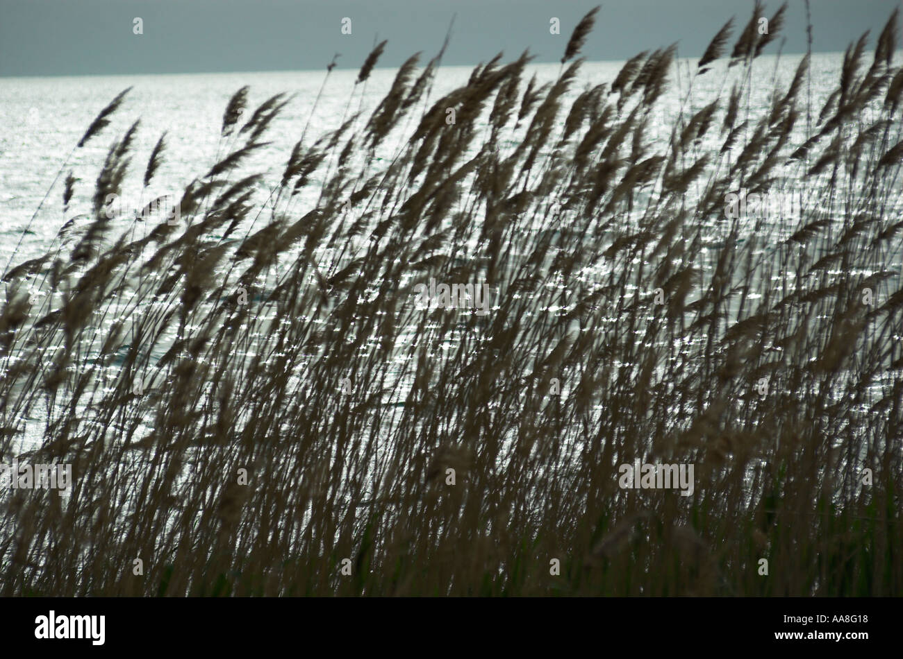 Macedonia FYR Orhid lake backlit view with bamboo cane in the wind and