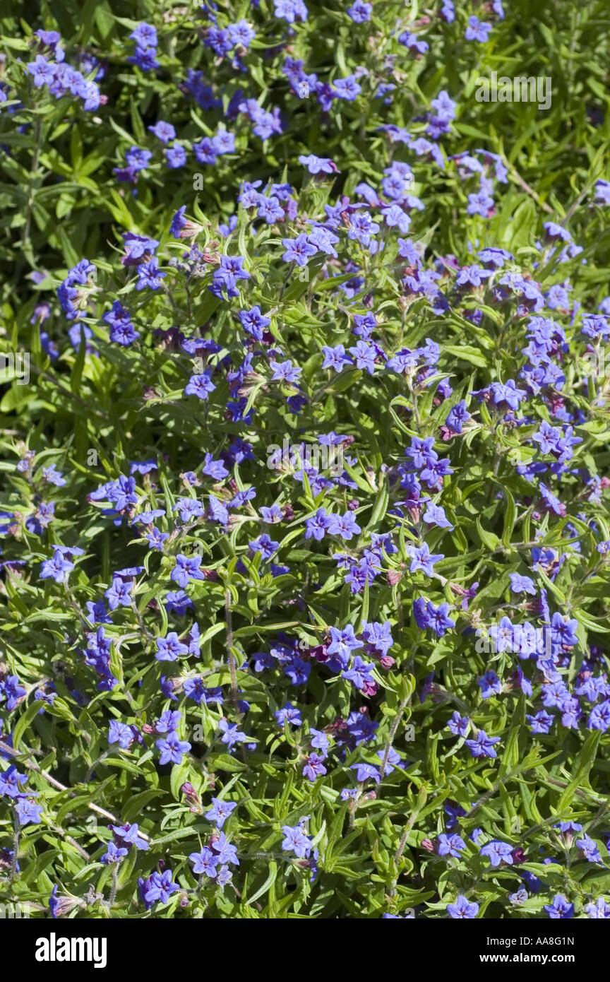 Many deep blue flowers of lue gromwell, purple gromwell - Boraginaceae - Lithospermum purpurocaeruleum Stock Photo