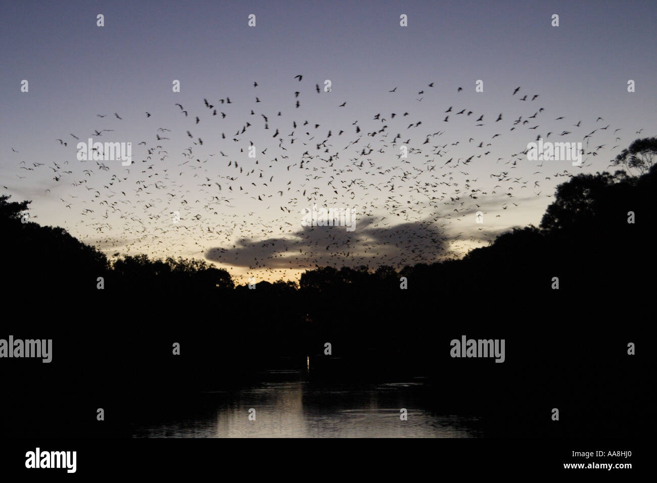 A COLONY OF GREY HEADED FLYING FOXES FLYING IN THE EVENING SKY BAPDB7268 Stock Photo