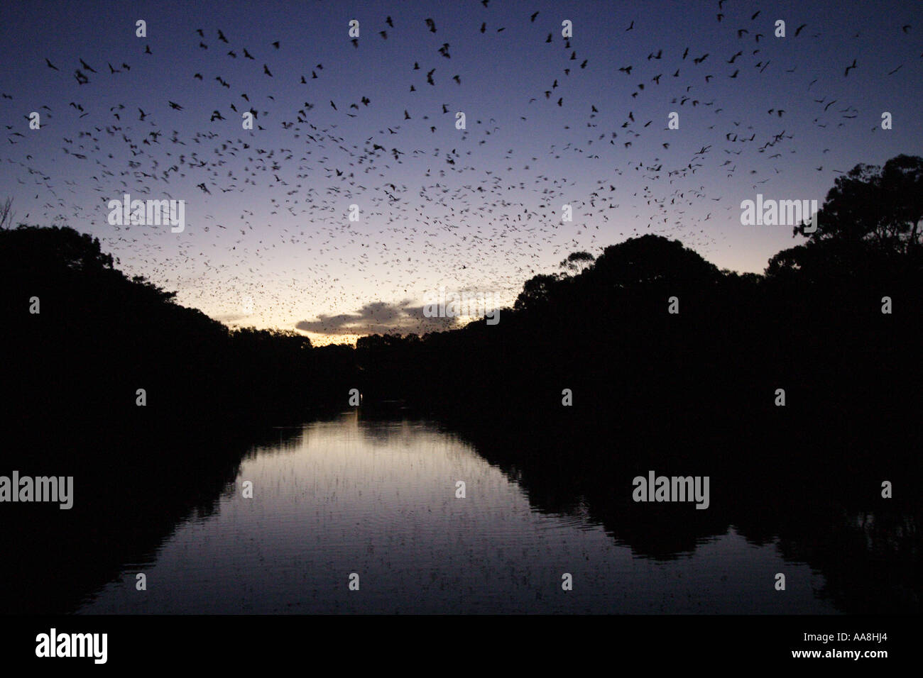 A COLONY OF GREY HEADED FLYING FOXES BAPDB7271 Stock Photo
