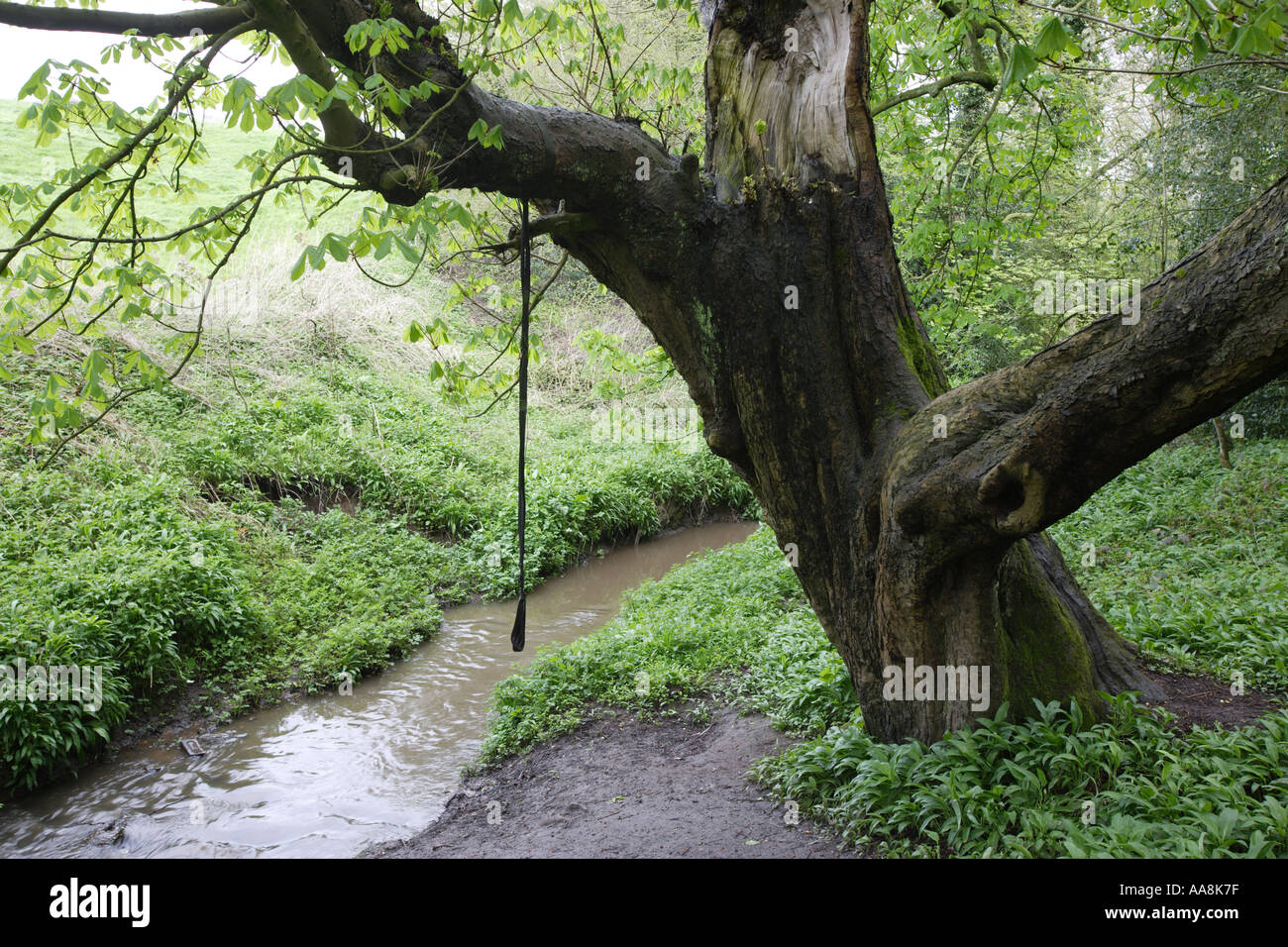 Swing rope attached to tree hi-res stock photography and images - Alamy