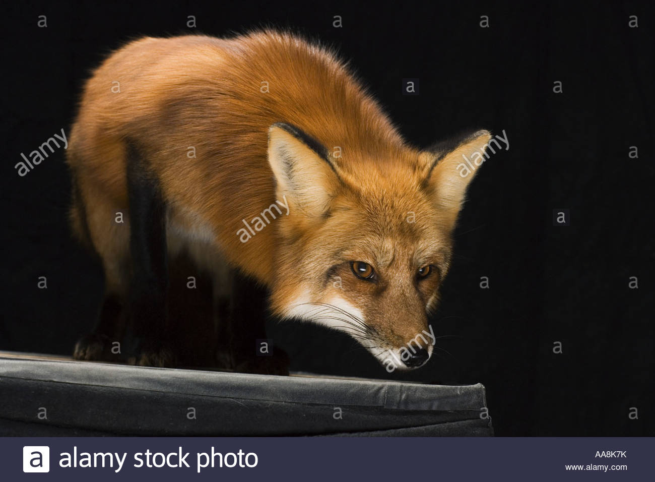 Crouching Fox Stock Photos & Crouching Fox Stock Images - Alamy