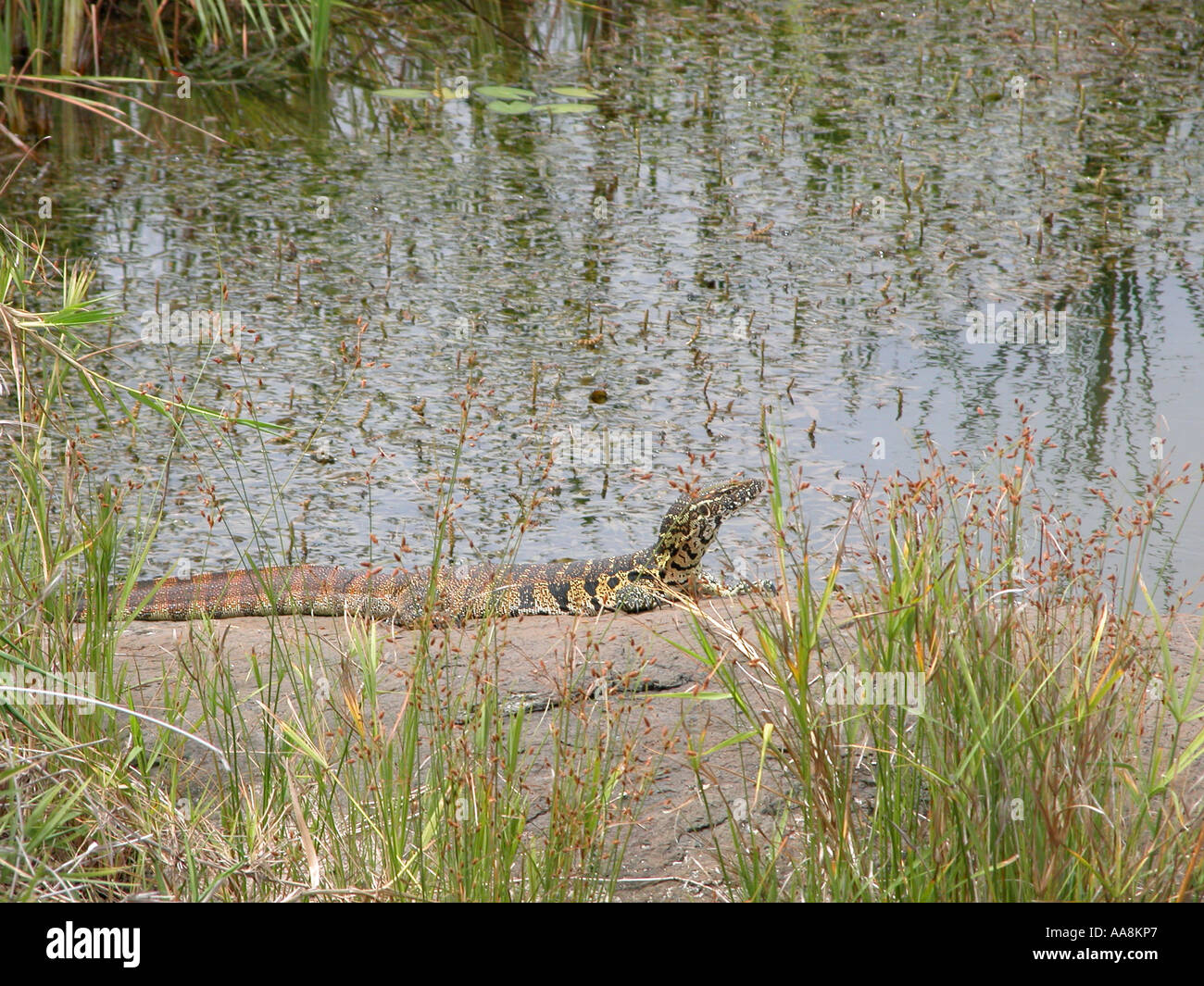 Nile Monitor (varanus niloticus) South Africa Stock Photo