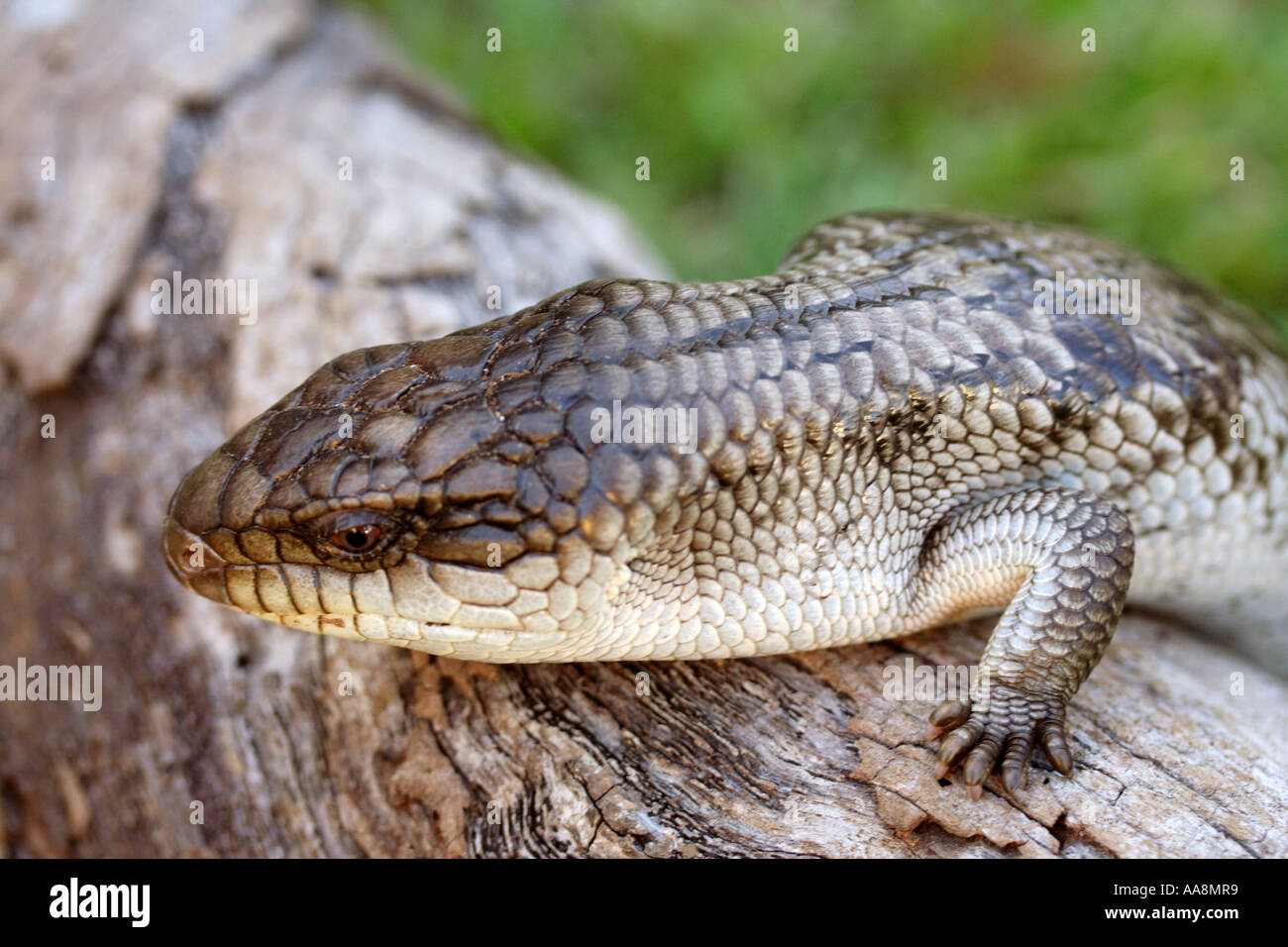 Blue Tongue Lizard Stumpy Tail High Resolution Stock Photography and ...