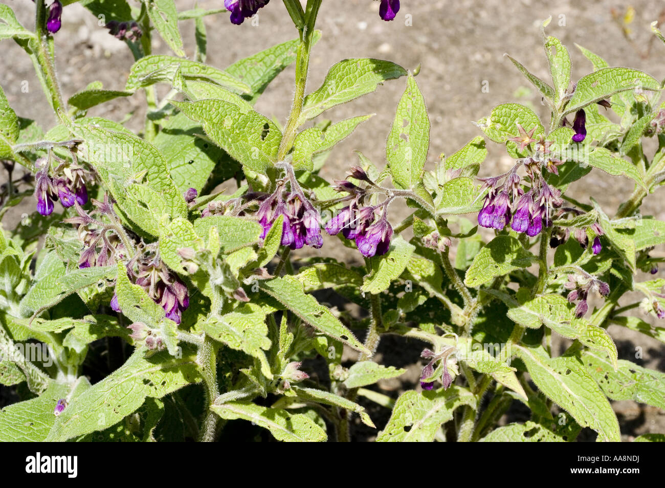 Purple flowers of Common Comfrey Boraginaceae - Symphytum officinale ssp. officinale Stock Photo