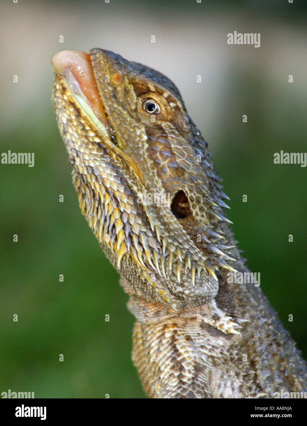 Bearded dragon tongue hi-res stock photography and images - Alamy