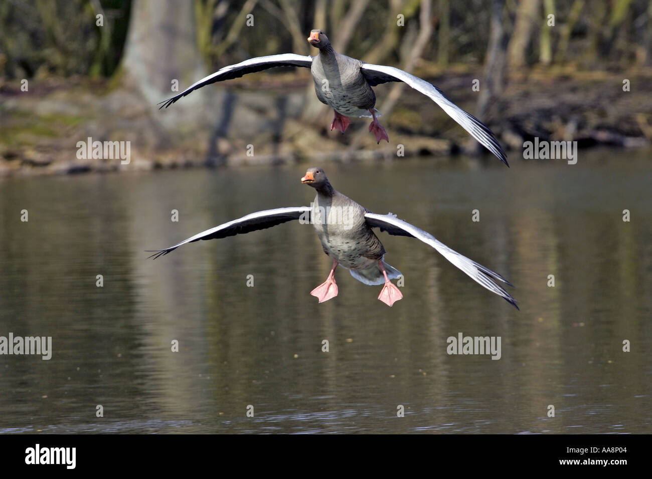 Wasservogel federn hi-res stock photography and images - Page 6 - Alamy