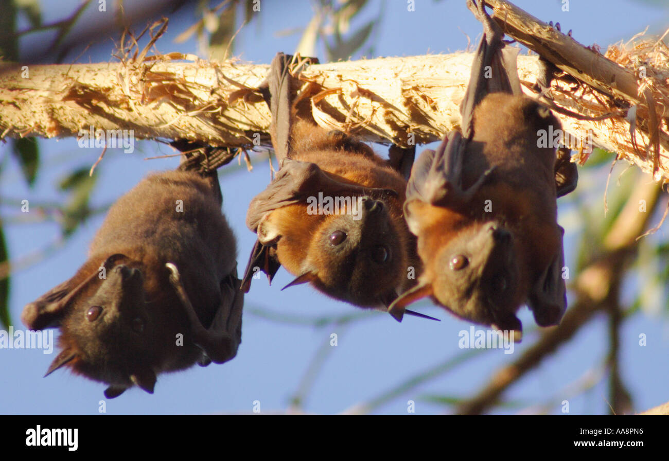 THREE LITTLE RED FLYING FOXES BAPDA7180 Stock Photo - Alamy