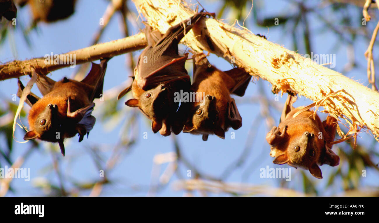 A GROUP OF LITTLE RED FLYING FOXES BAPDA7183 Stock Photo - Alamy