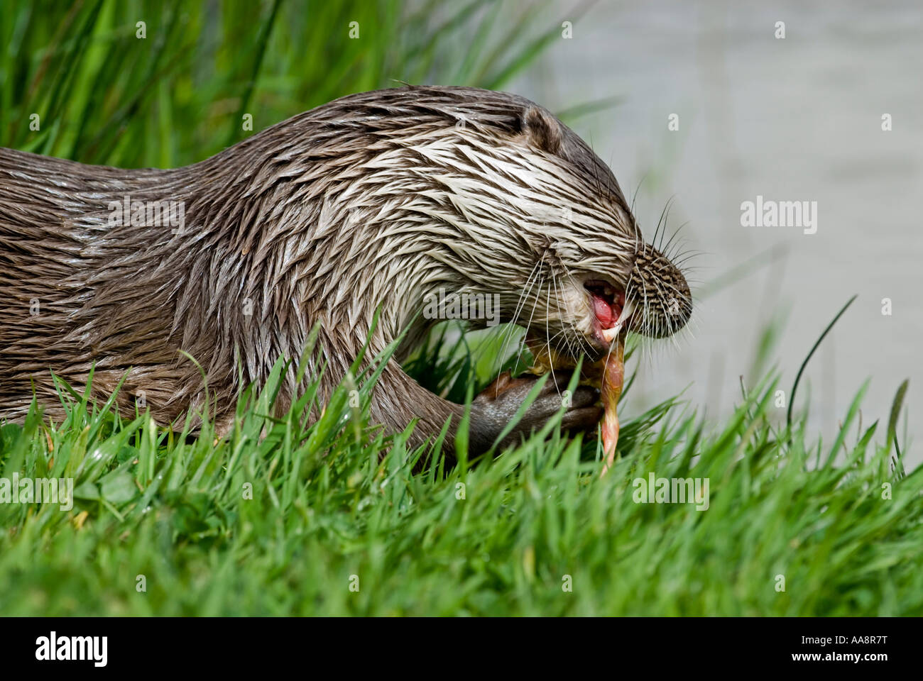 Otter (Lutra lutra) feeding. Captive Stock Photo