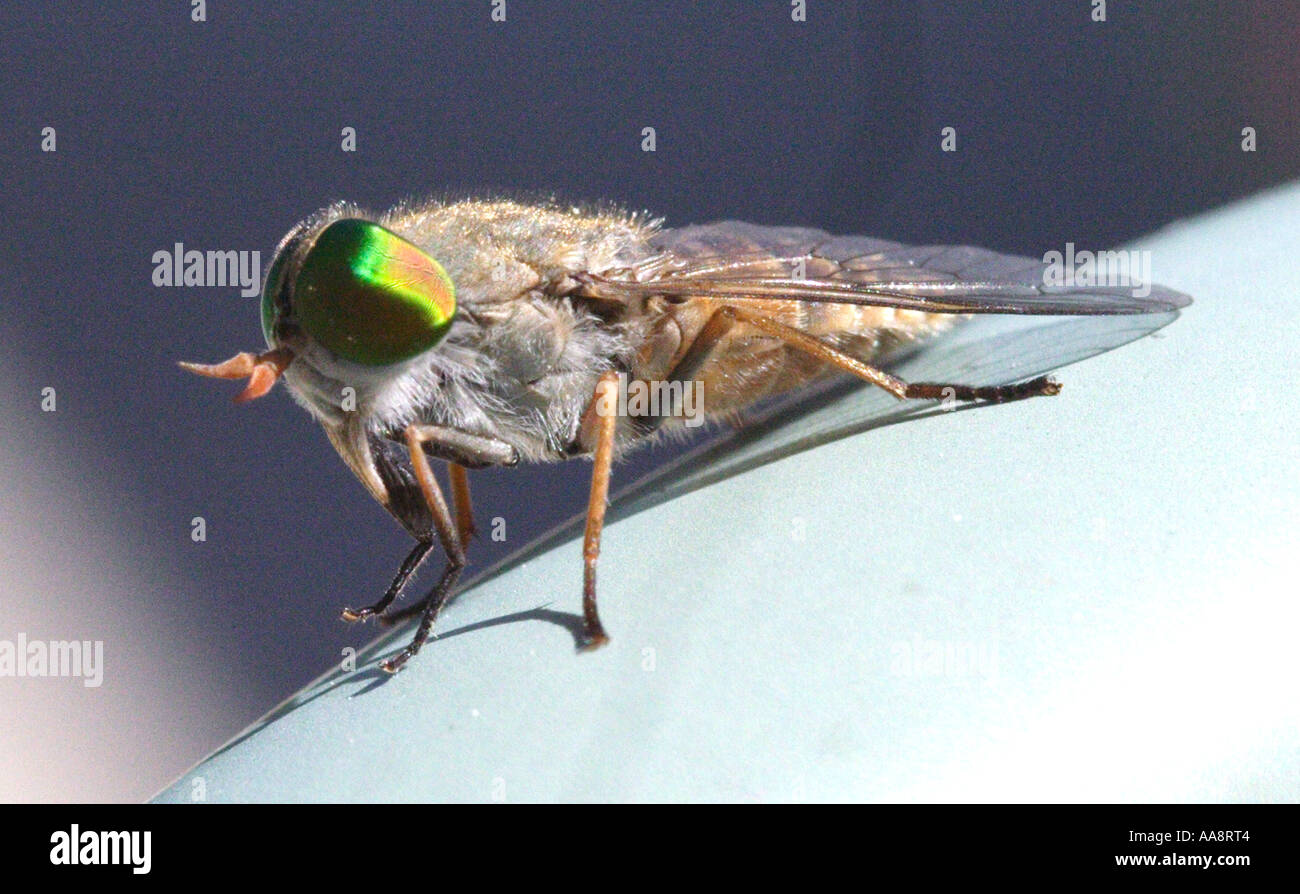 Flesh fly head close up hi-res stock photography and images - Alamy