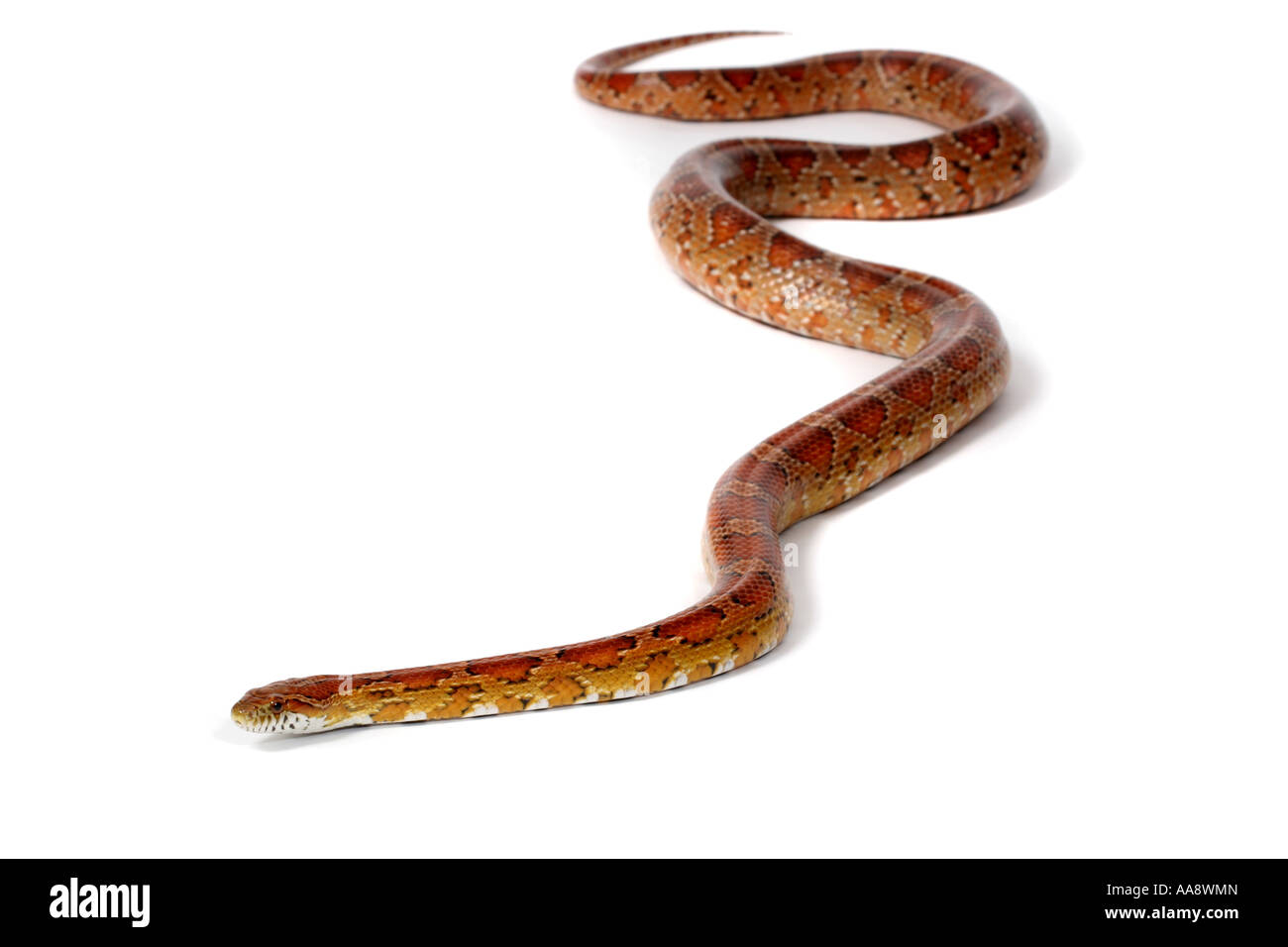 A studio photograph of a Corn Snake. Stock Photo