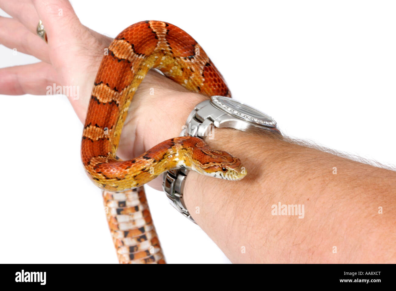 A studio photograph of a Corn Snake wrapped around a man's arm. Stock Photo