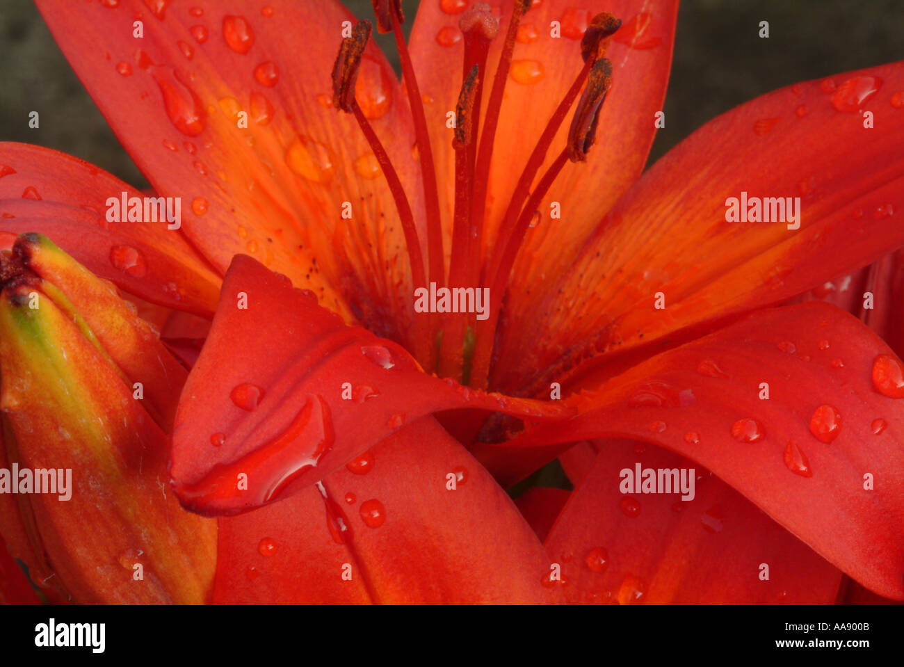 Closeup of Dwarf Hardy Lily Flower Red Rum in Full Bloom in a Cheshire Garden England United Kingdom UK Stock Photo