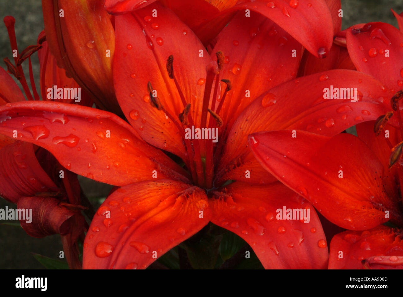 Closeup of Dwarf Hardy Lily Flowers Red Rum in Full Bloom in a Cheshire Garden England United Kingdom UK Stock Photo