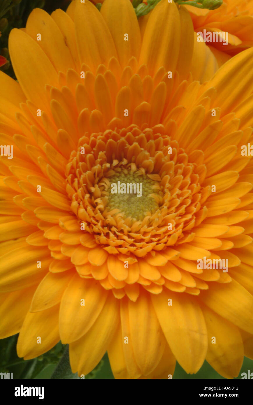Yellow Orange Gerbera Flower High Resolution Stock Photography And Images Alamy