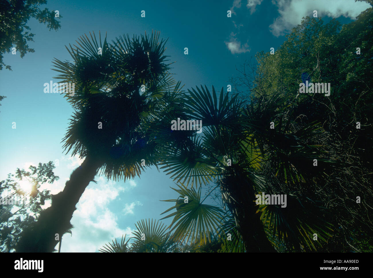 Tropical Seychelles palm trees Stock Photo