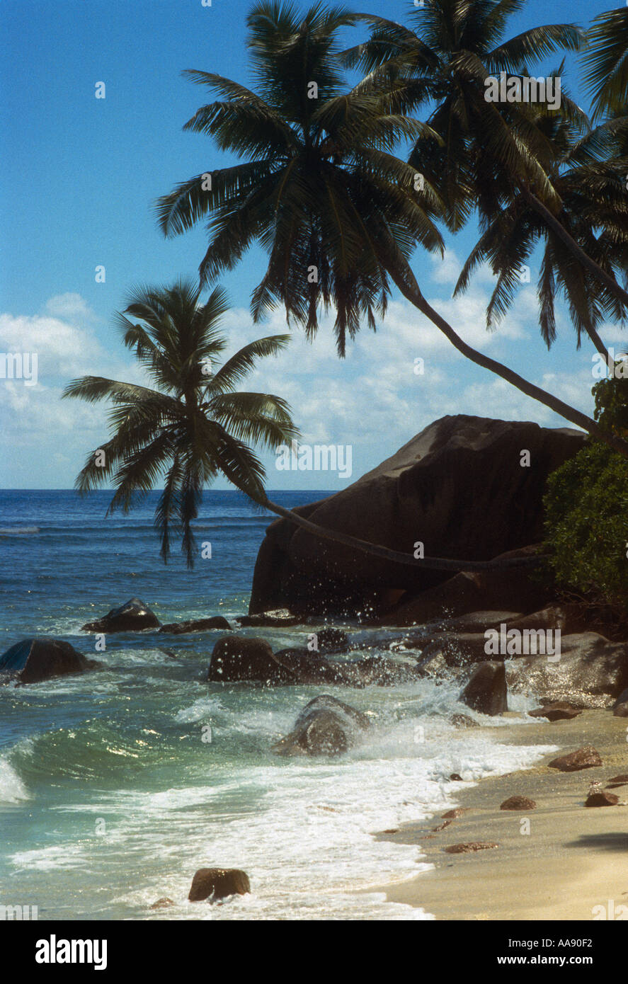 Tropical paradise palms hi-res stock photography and images - Alamy