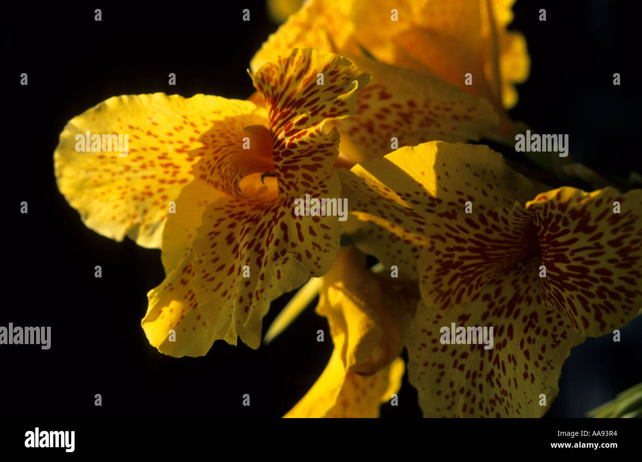 Flower of Guatemala Stock Photo - Alamy