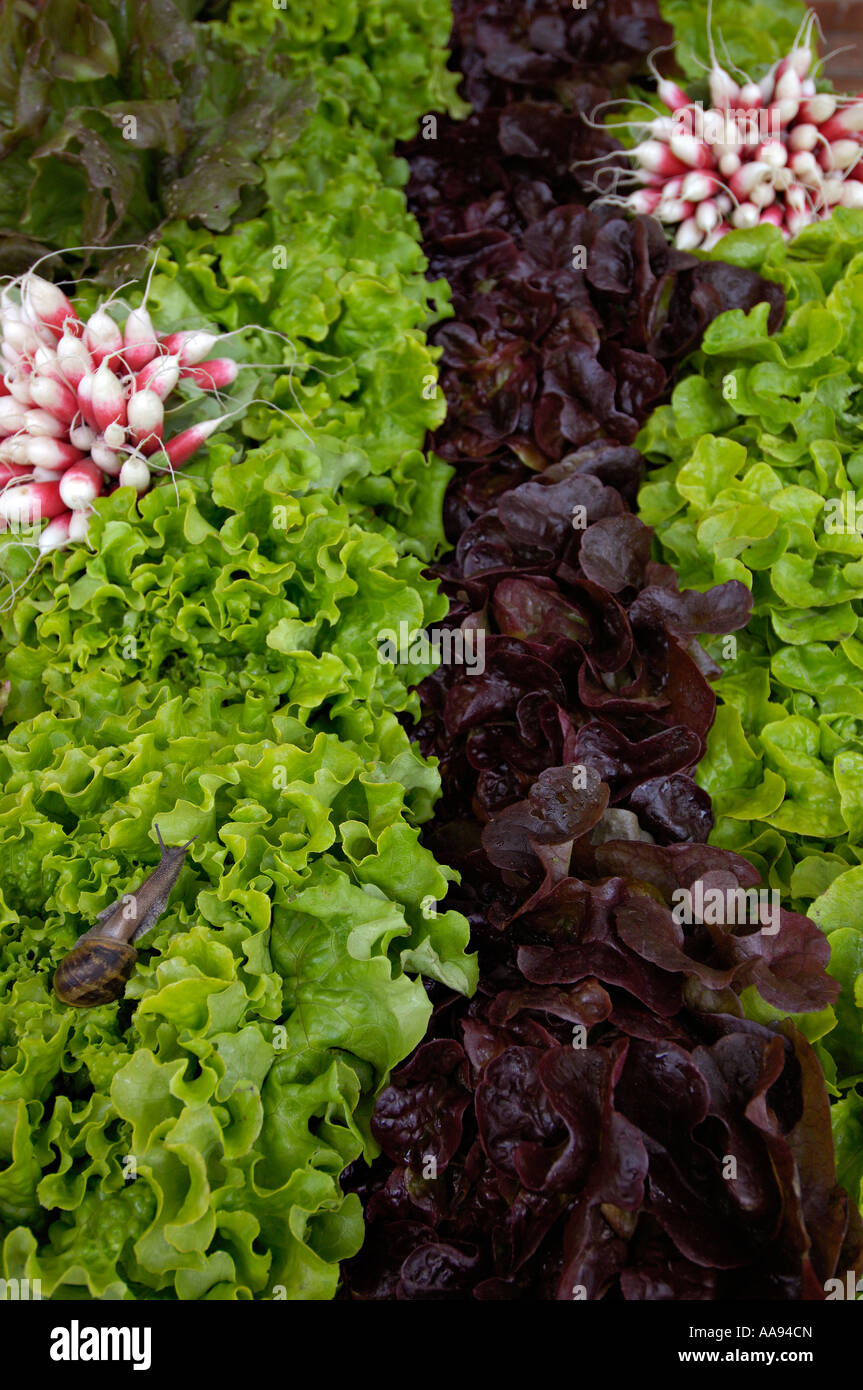 Salads and radishes with snail at a market stall Stock Photo Alamy