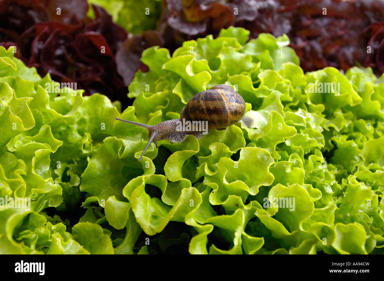 Edible snail veggie hires stock photography and images Alamy
