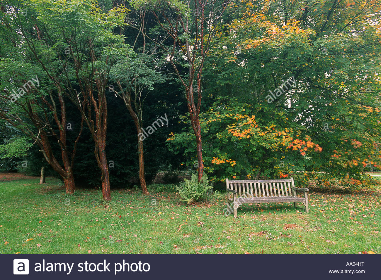 A Park Bench In Westonbirt Arboretum Makes A Very English Scene