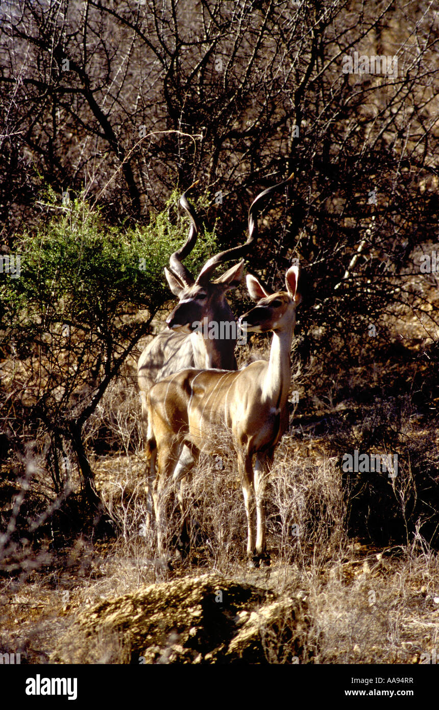 Male and female Greater Kudu in thick bush Samburu National Reserve Kenya East Africa Stock Photo