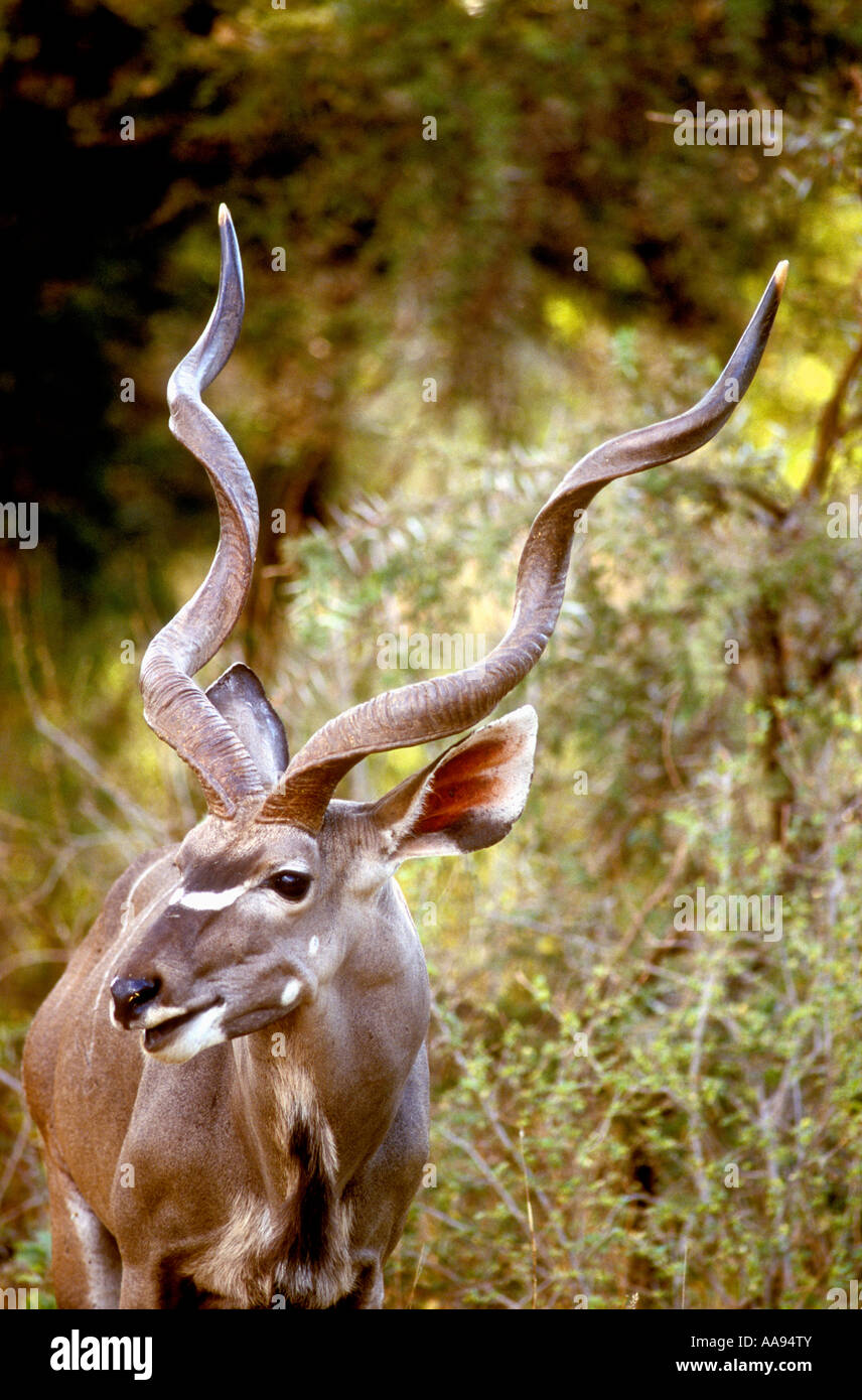 Portrait profile of male Greater Kudu with splendid horns in Samburu National Reserve Kenya East Africa Stock Photo