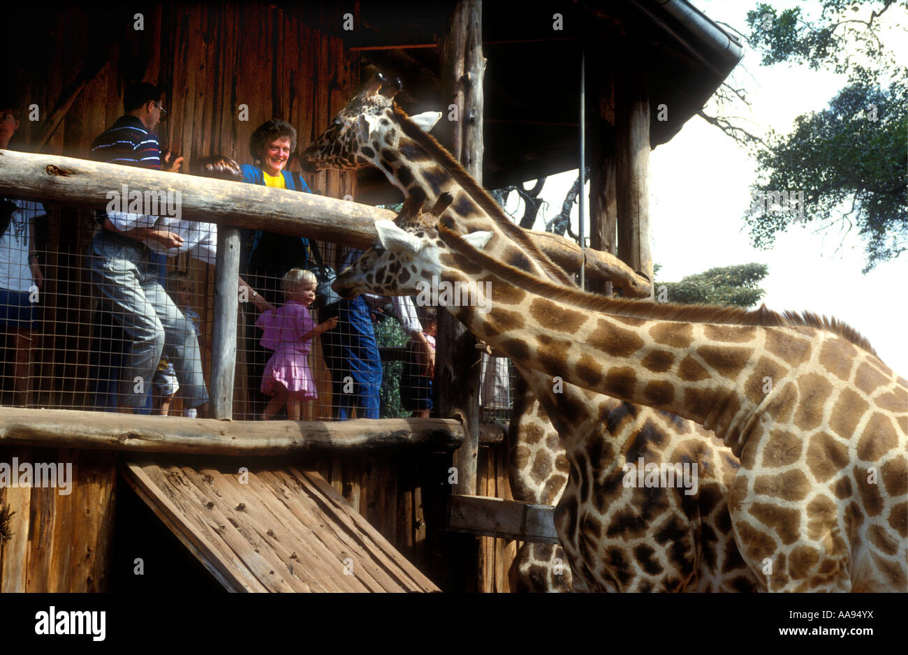 Rothschild s Giraffe being fed by tourists a Giraffe Manor Nairobi Kenya East Africa Stock Photo