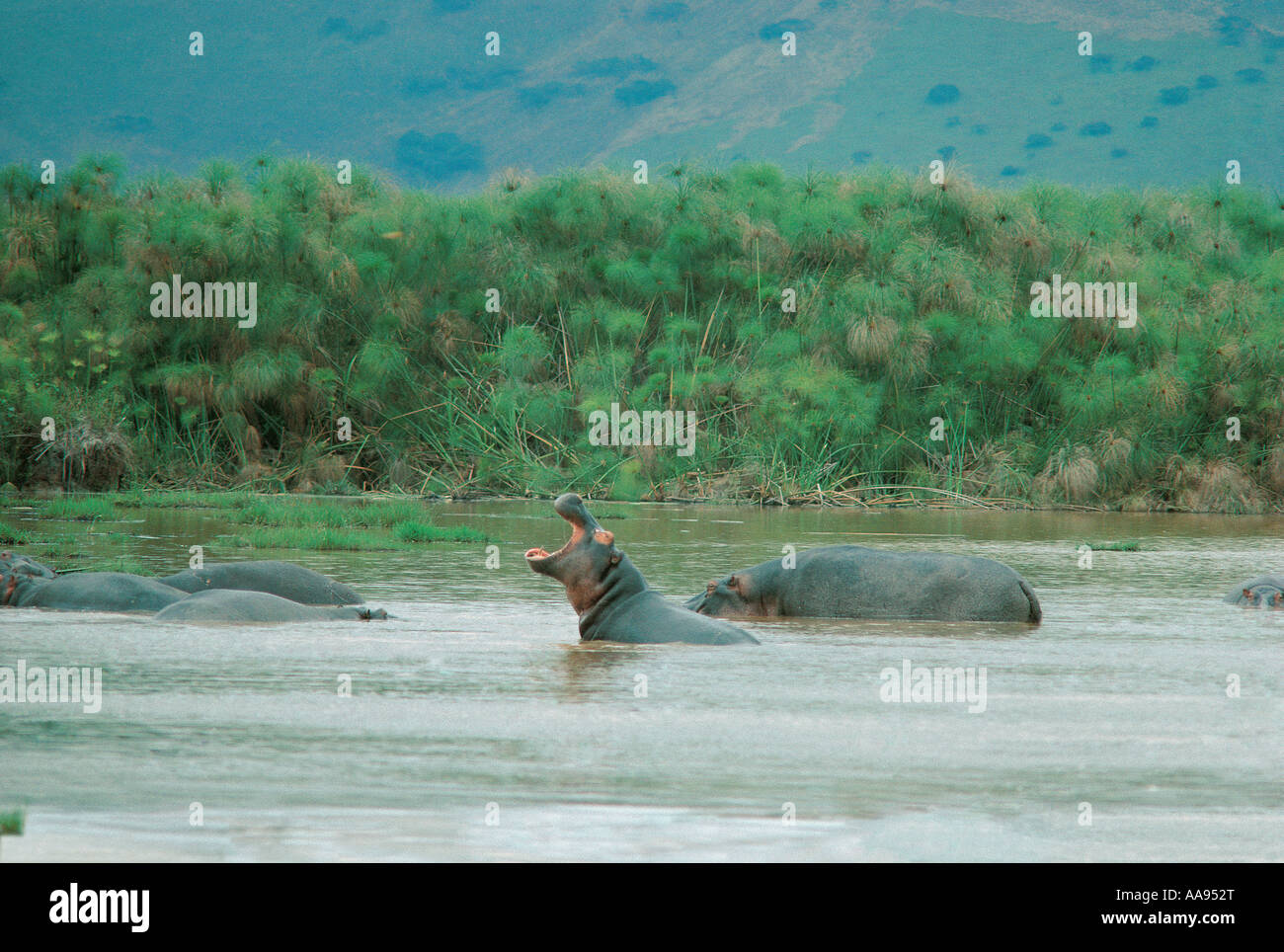 Hippo in Lac Hago Akagera National Park Rwanda This lake is one of the ultimate sources of the river Nile Stock Photo