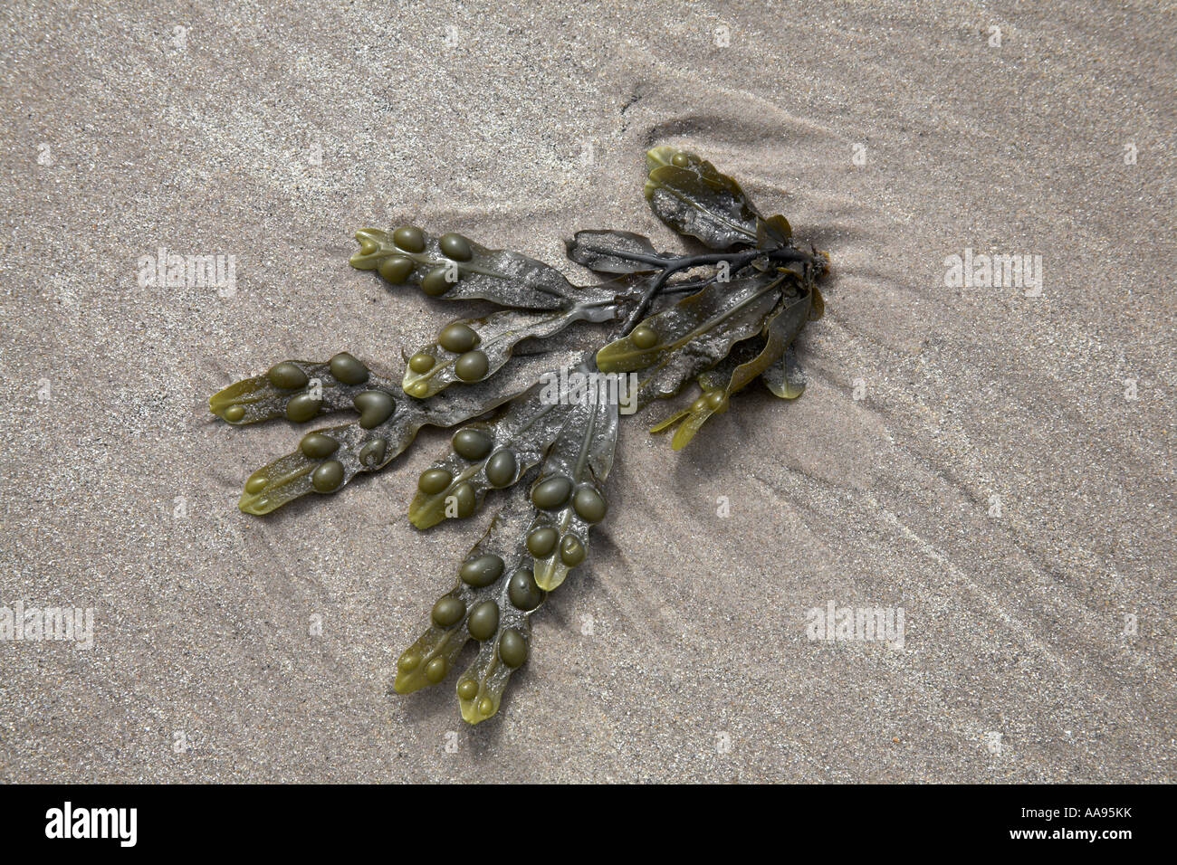 Bladder Wrack Fuscus vesiculosus seaweed on beach at Budle Bay, Northumberland, England Stock Photo
