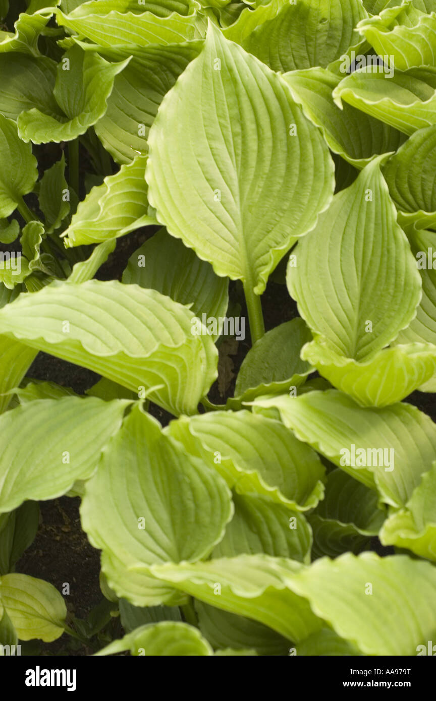 Green leaves of blue plantain lily,  Liliaceae - Hosta ventricosa, Asia Stock Photo