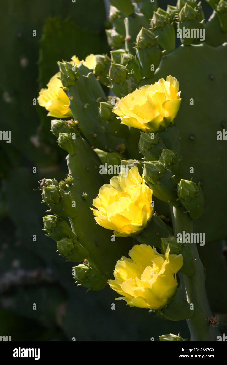 Cactus Blooms bugs Stock Photo Alamy
