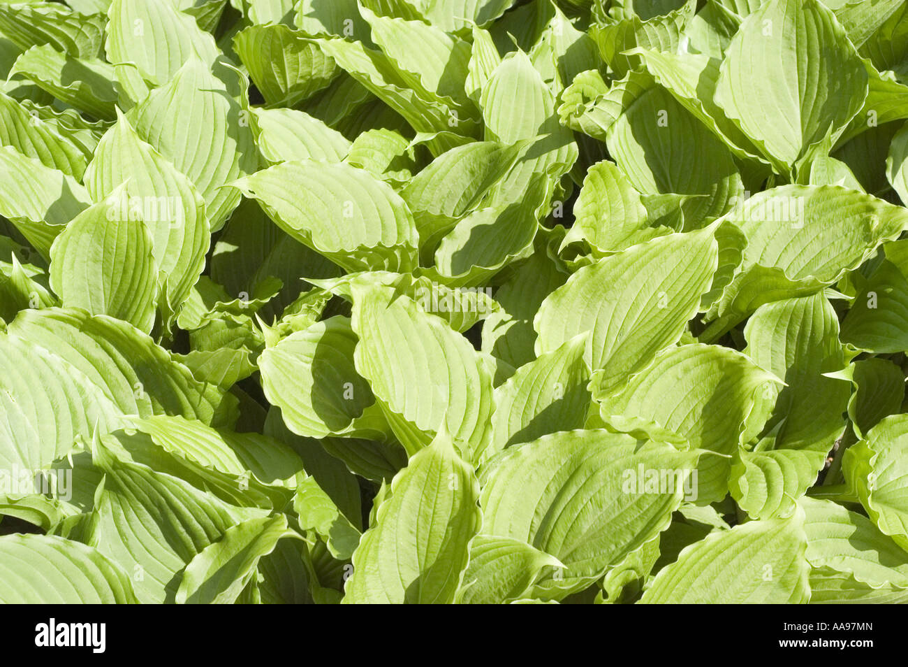 Green leaves of blue plantain lily,  Liliaceae - Hosta ventricosa, Asia Stock Photo