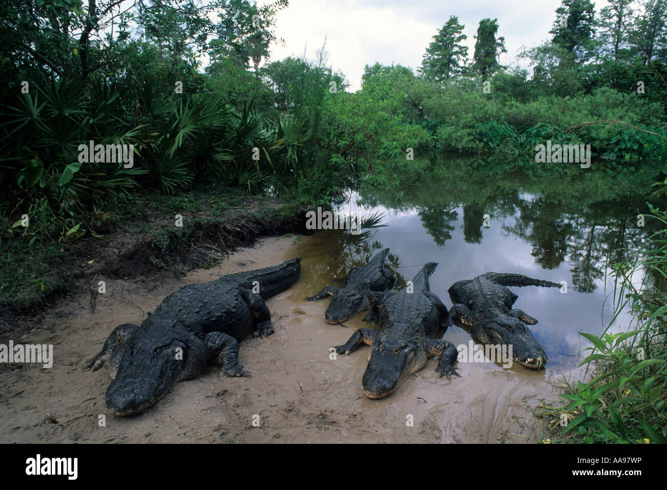 Reptile American Alligator Stock Photo Alamy Reptile American Alligator Stock Photo Alamy