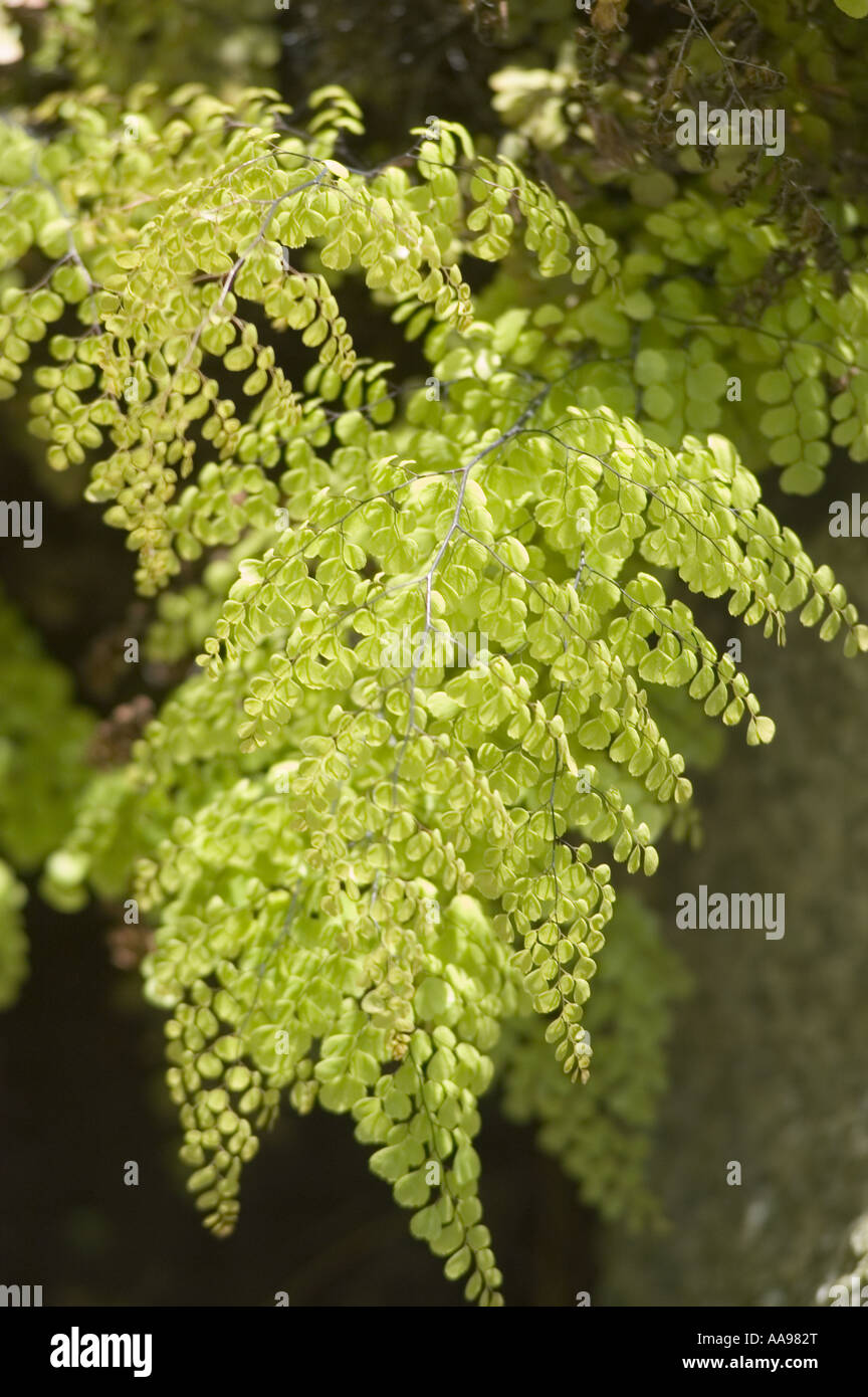 Himalayan or Evergreen Maidenhair Fern - Adiantaceae - Adiantum venustum, China, Himalaya, Asia Stock Photo