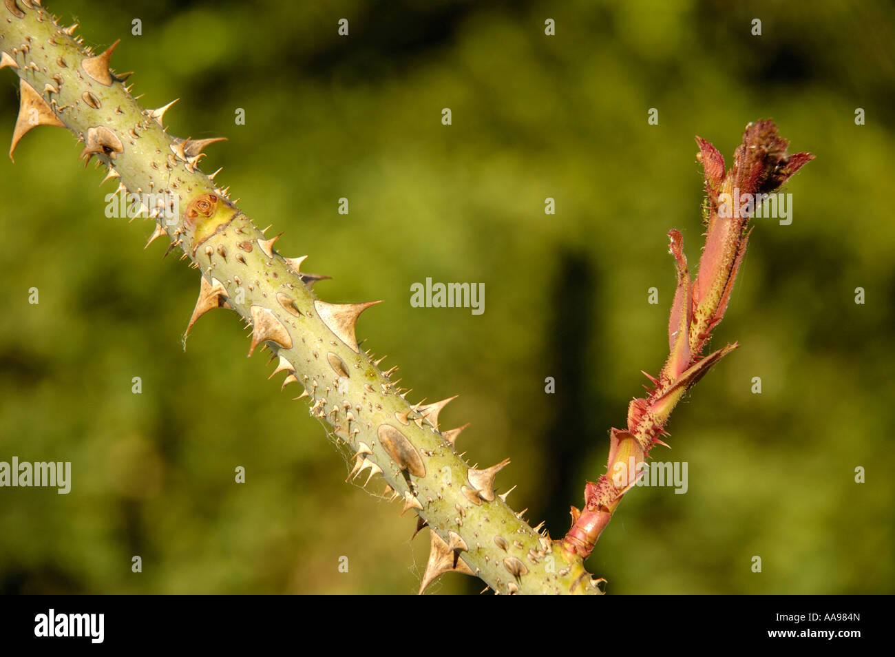 Thorns and a sprout on a rose bush Stock Photo Alamy