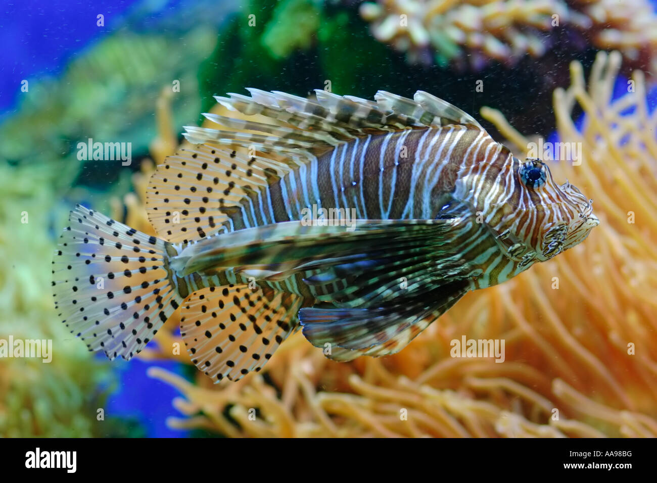 Lionfish in aquarium Stock Photo