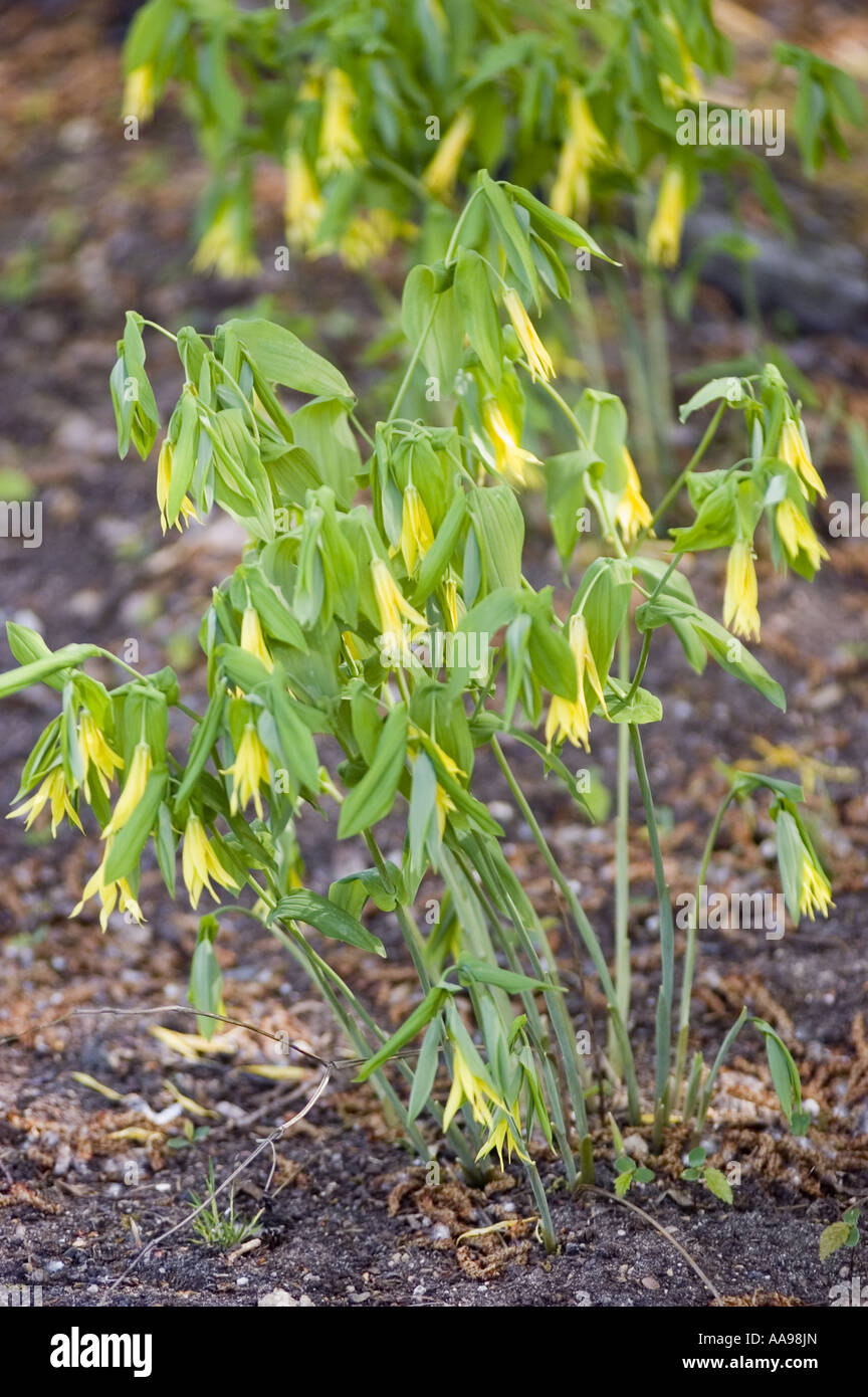 Yellow spring flowers of Uvularia grandiflora Smith. Large-flowered bellwort. Merrybells Stock Photo