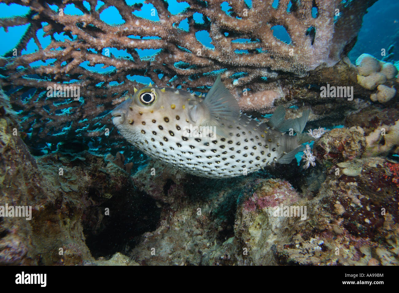 Yellowspotted Burrfish Porcupinefish Red Sea Table Coral acropora Stock Photo