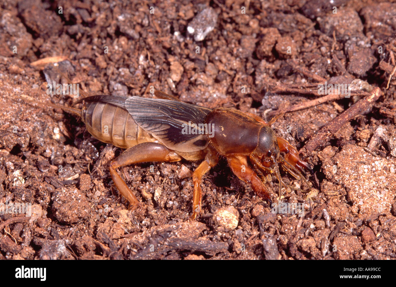 Australian mole cricket Stock Photo