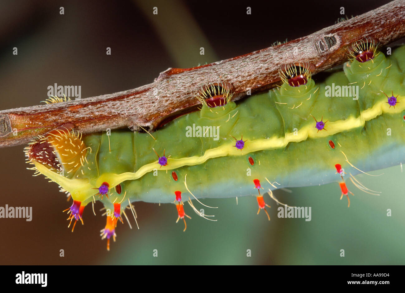 Australian emperor gum moth (Opodiphthera eucalypti) caterpillar abdominal prolegs Stock Photo