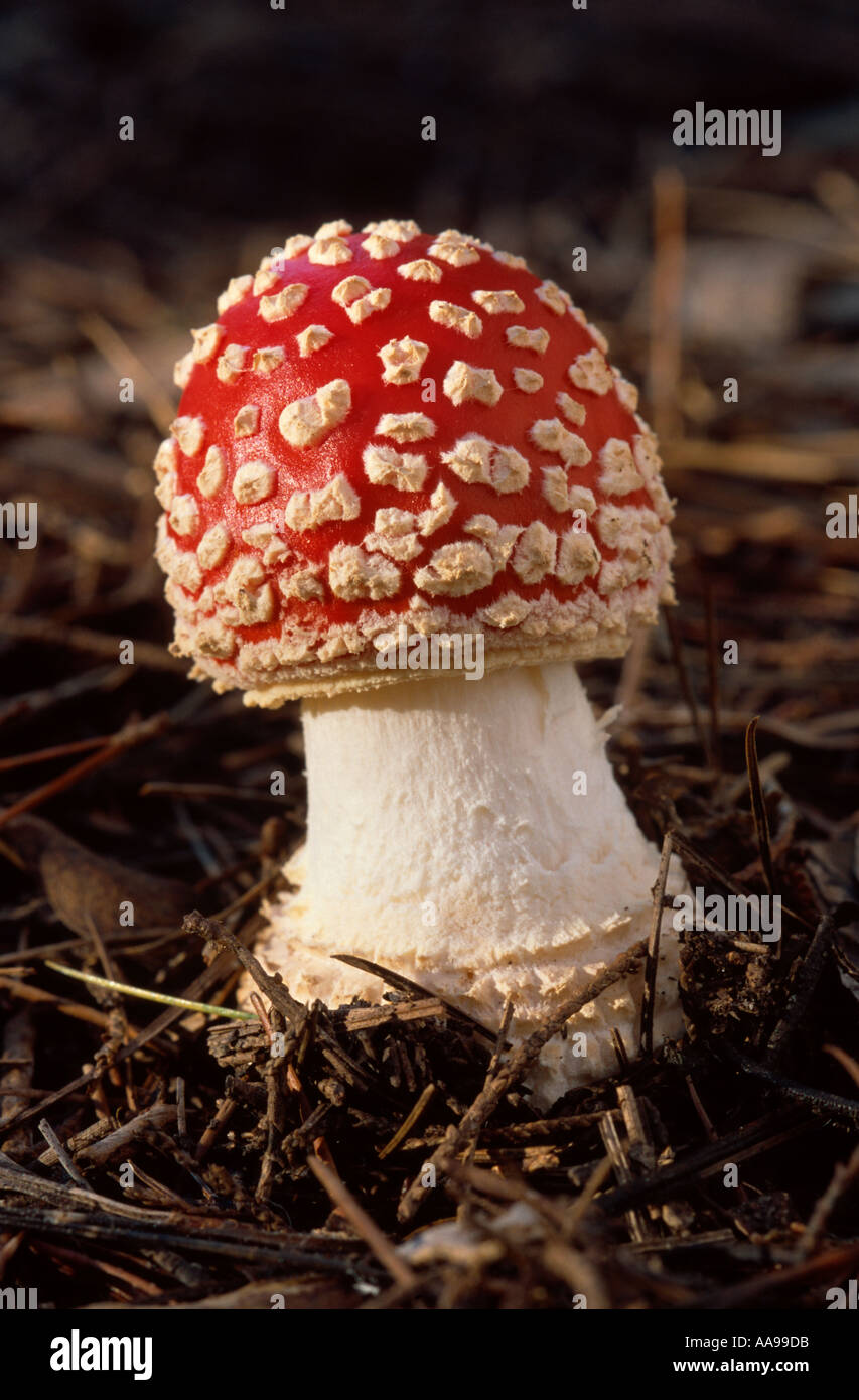 Fly agaric mushroom button Stock Photo